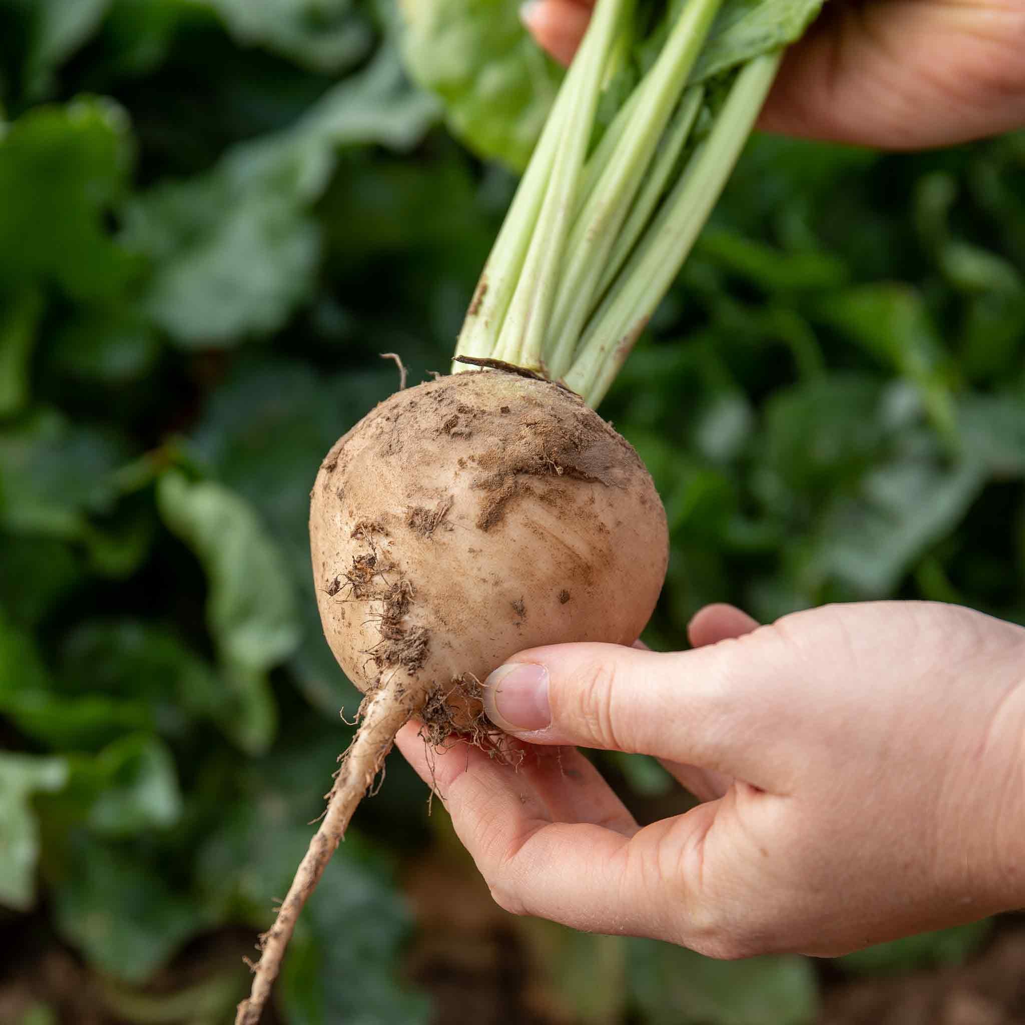 Marshalls Garden Beetroot Seeds 'Avalanche' F1 White Sweet  - 200 Seeds