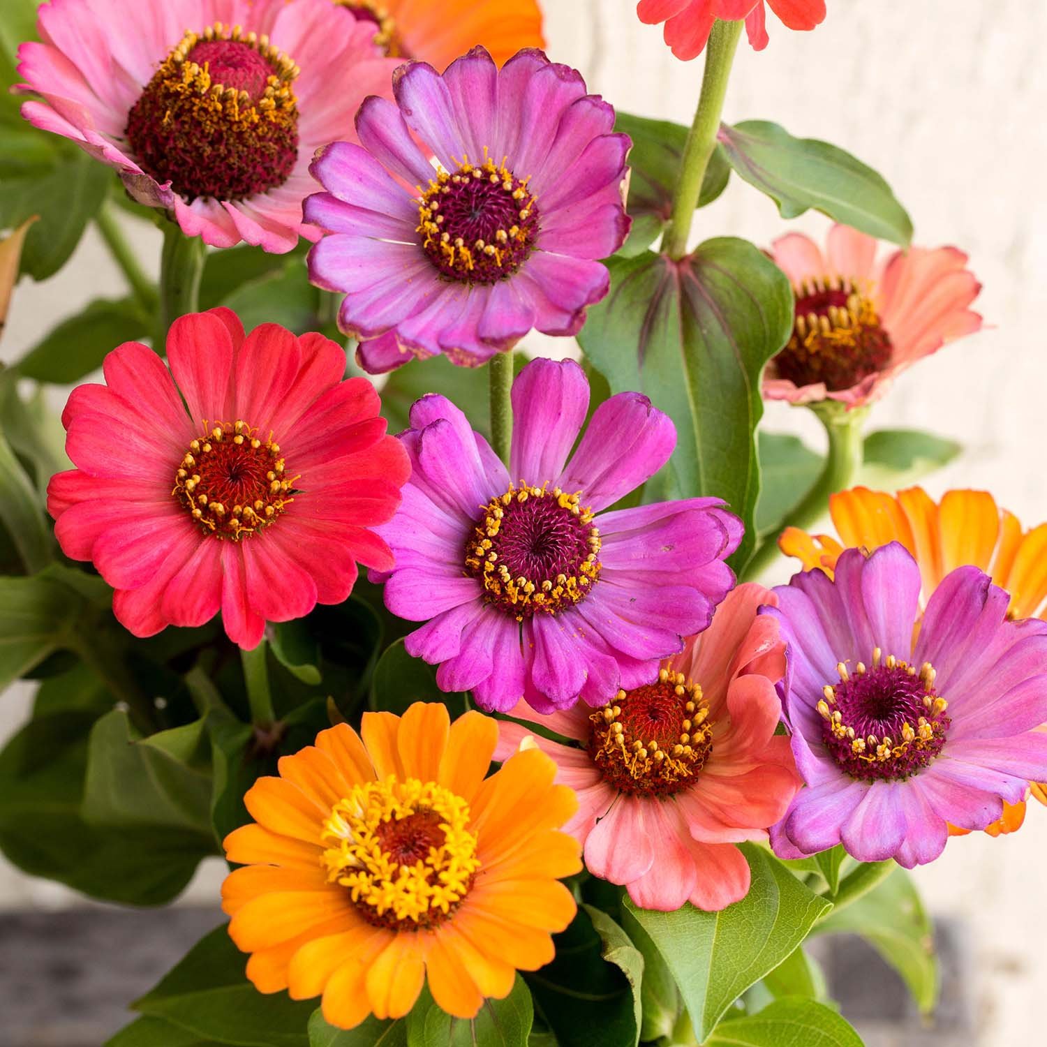 Marshalls Garden Zinnia Forecast Seeds - 130 Seeds