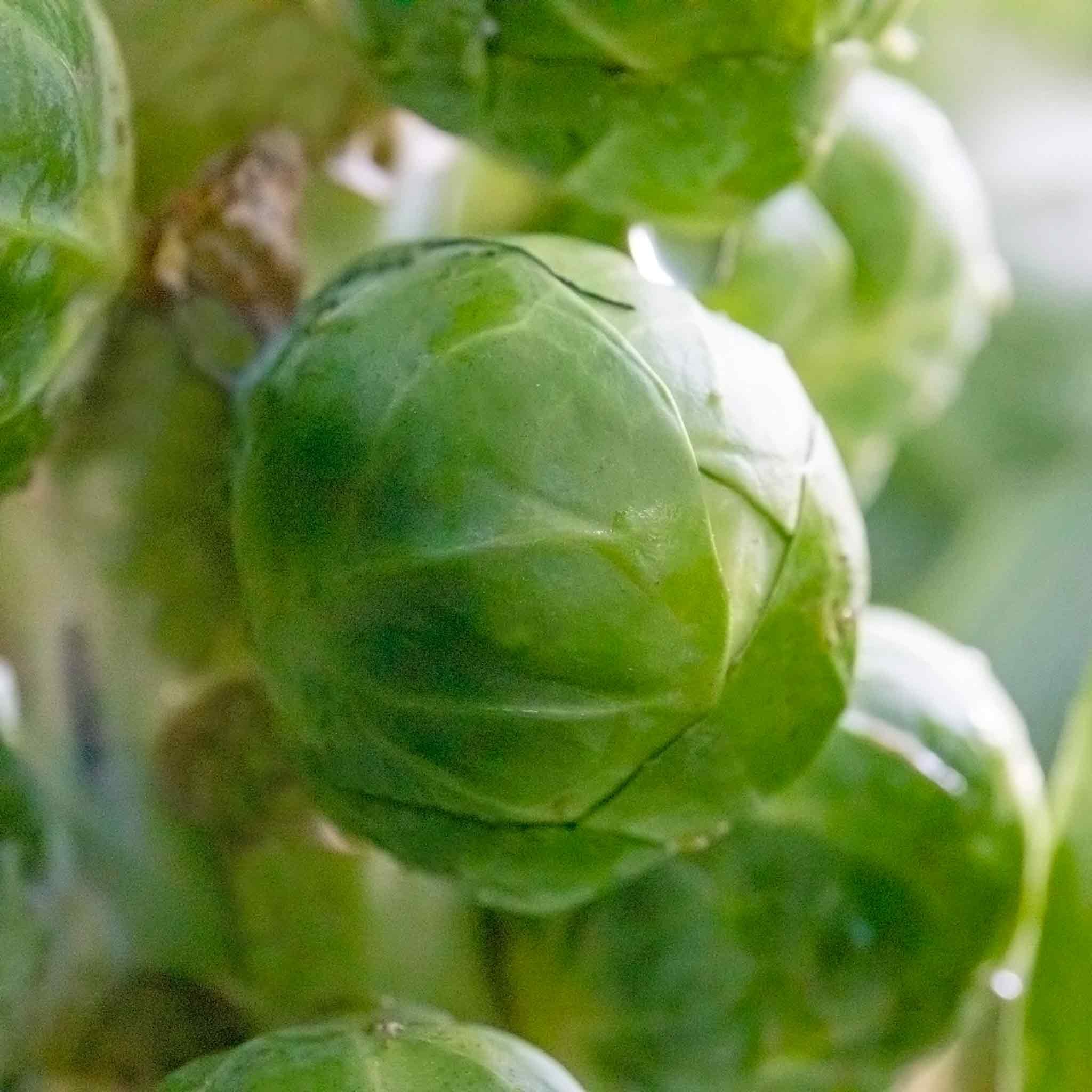 Marshalls Garden Brussels Sprout Seeds 'Igor Organic' F1 - 25 Seeds