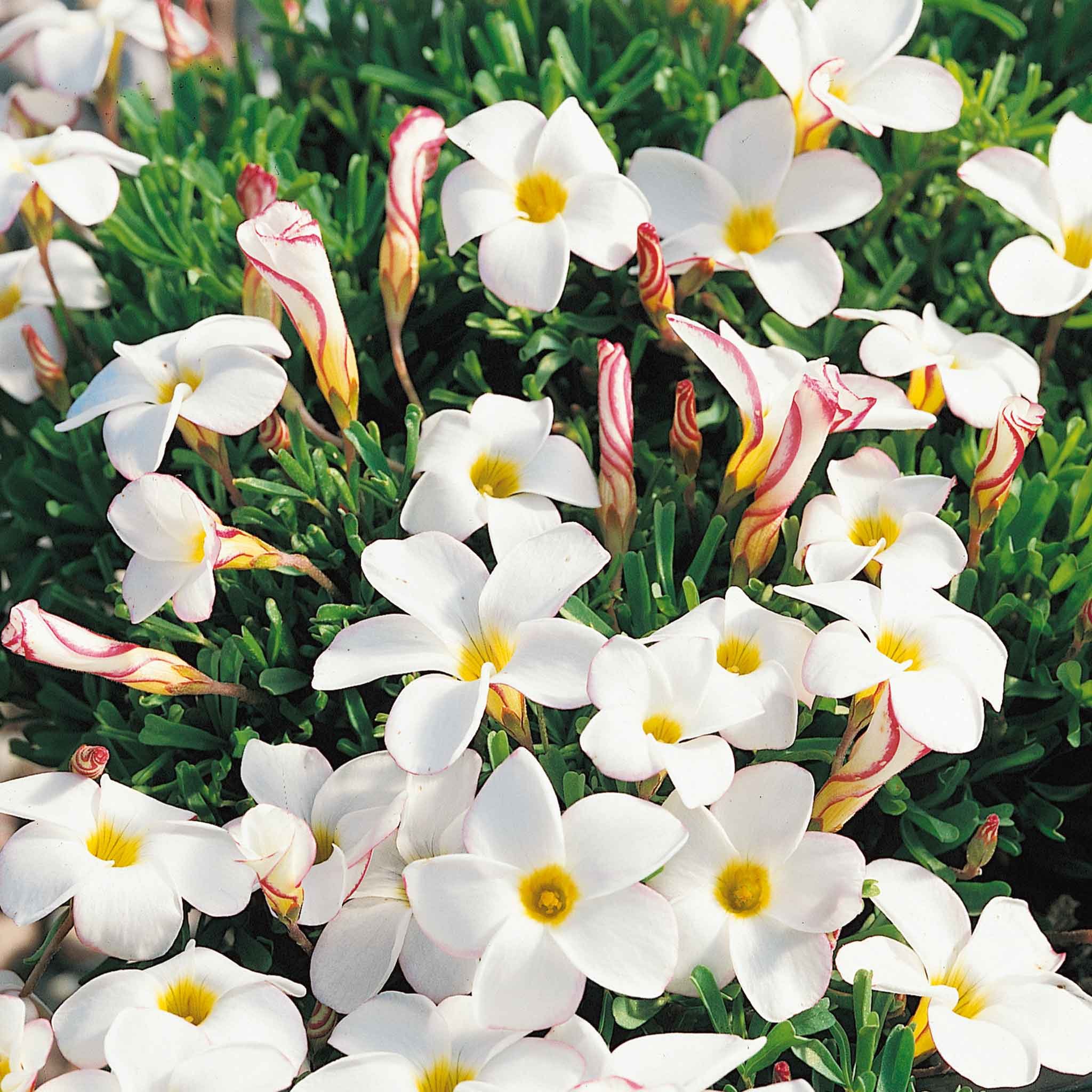 Marshalls Garden Oxalis Bulbs 'Candy Cane' - 10 Bulbs