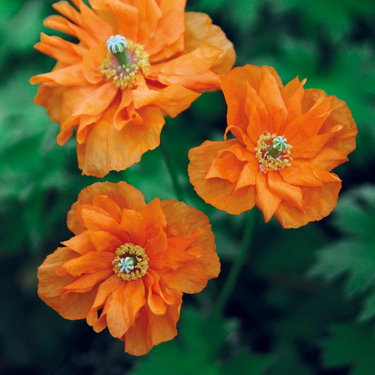 Marshalls Garden Papaver Ruprifragum Seeds 'Orange Feathers' - 200 Seeds