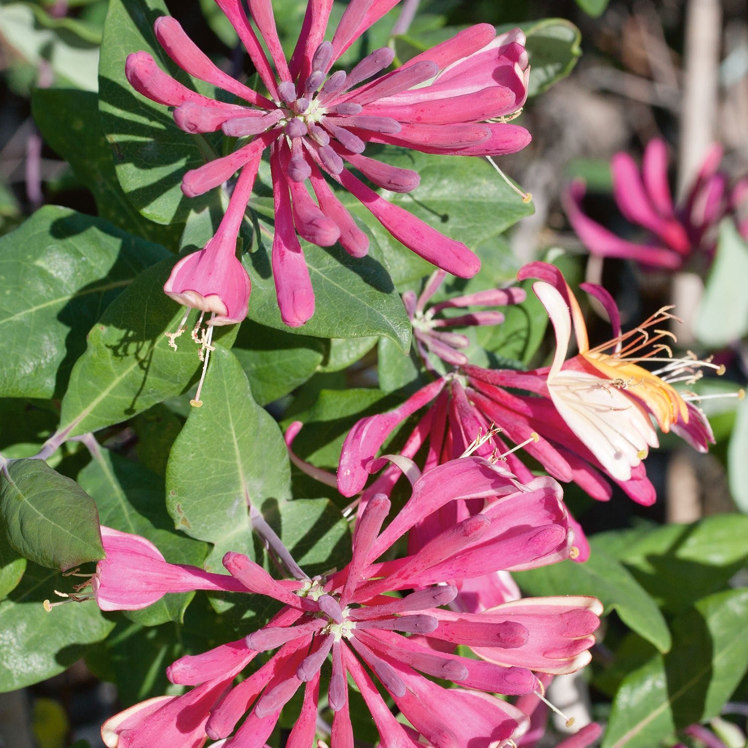 Marshalls Garden Honeysuckle 'Goldflame' Climbing Plant - 2 Litre Plant
