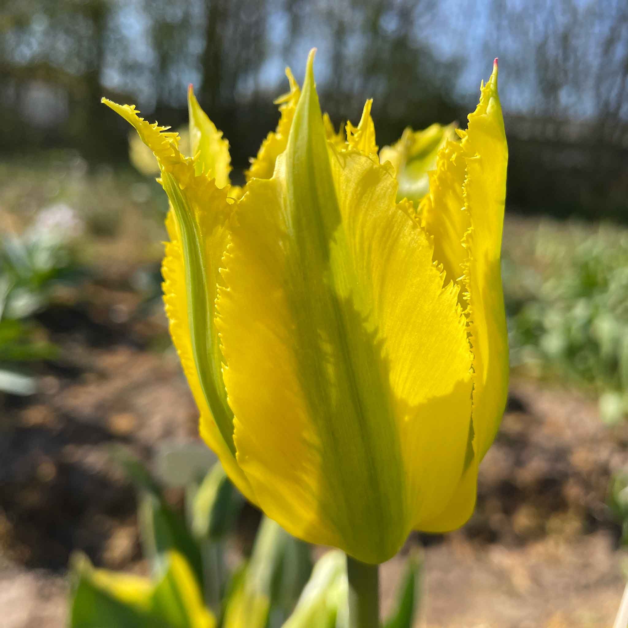 Marshalls Garden Tulip 'Green Mile' - 5 Bulbs