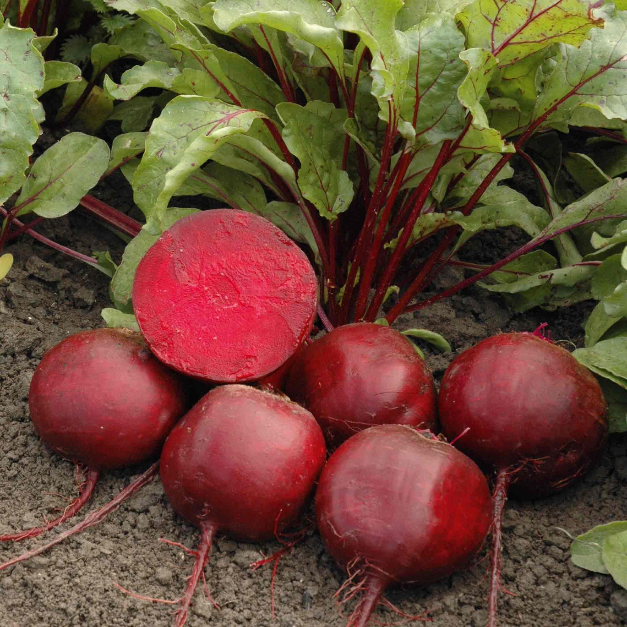 Marshalls Garden Beetroot Seeds Moneta - 200 Seeds
