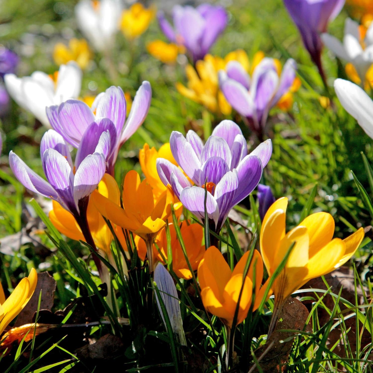 Marshalls Garden Crocus 'Large Flowering Mix' Collection - 18 Bulbs