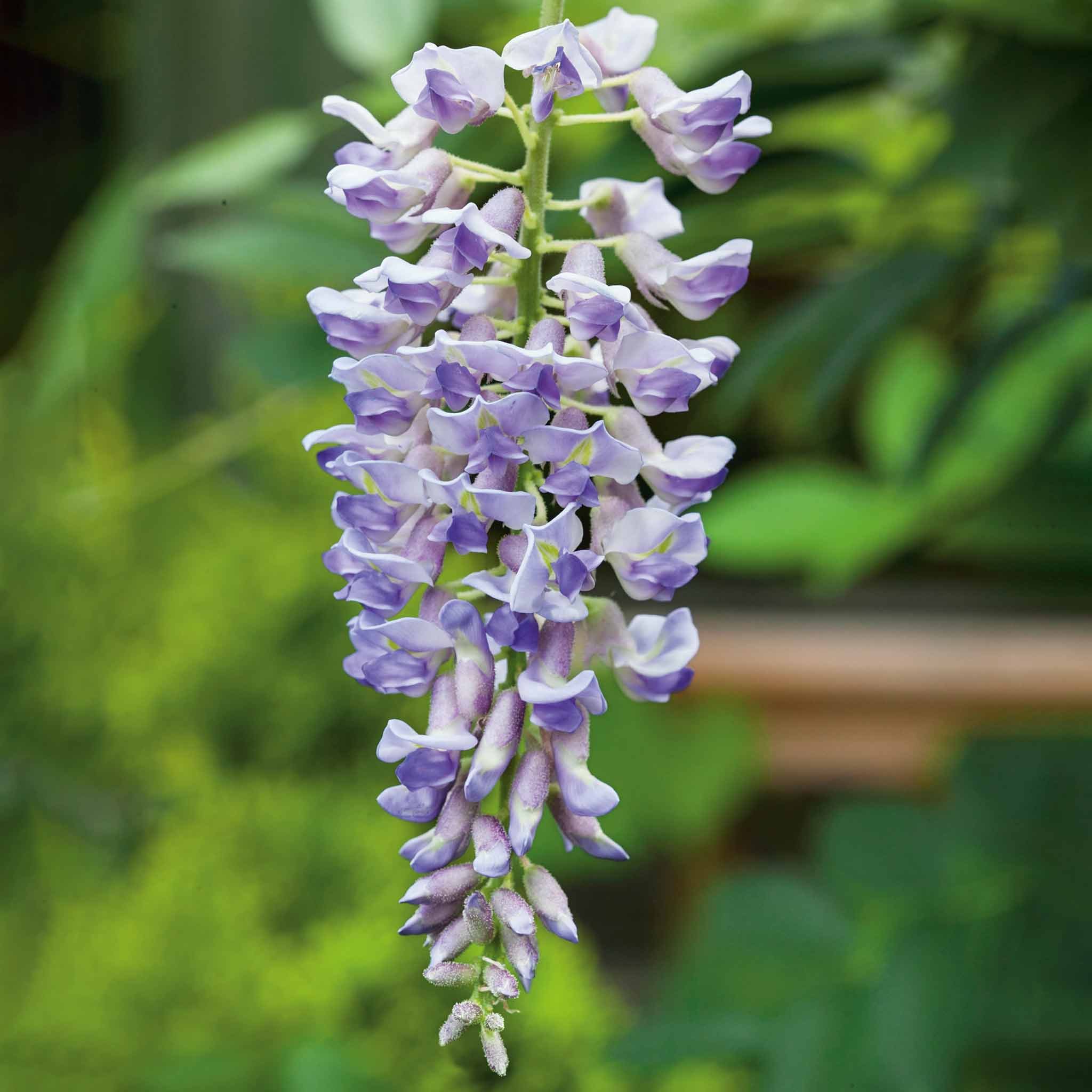 Marshalls Garden Wisteria 'Amethyst Falls' - 3 x 9cm Plants