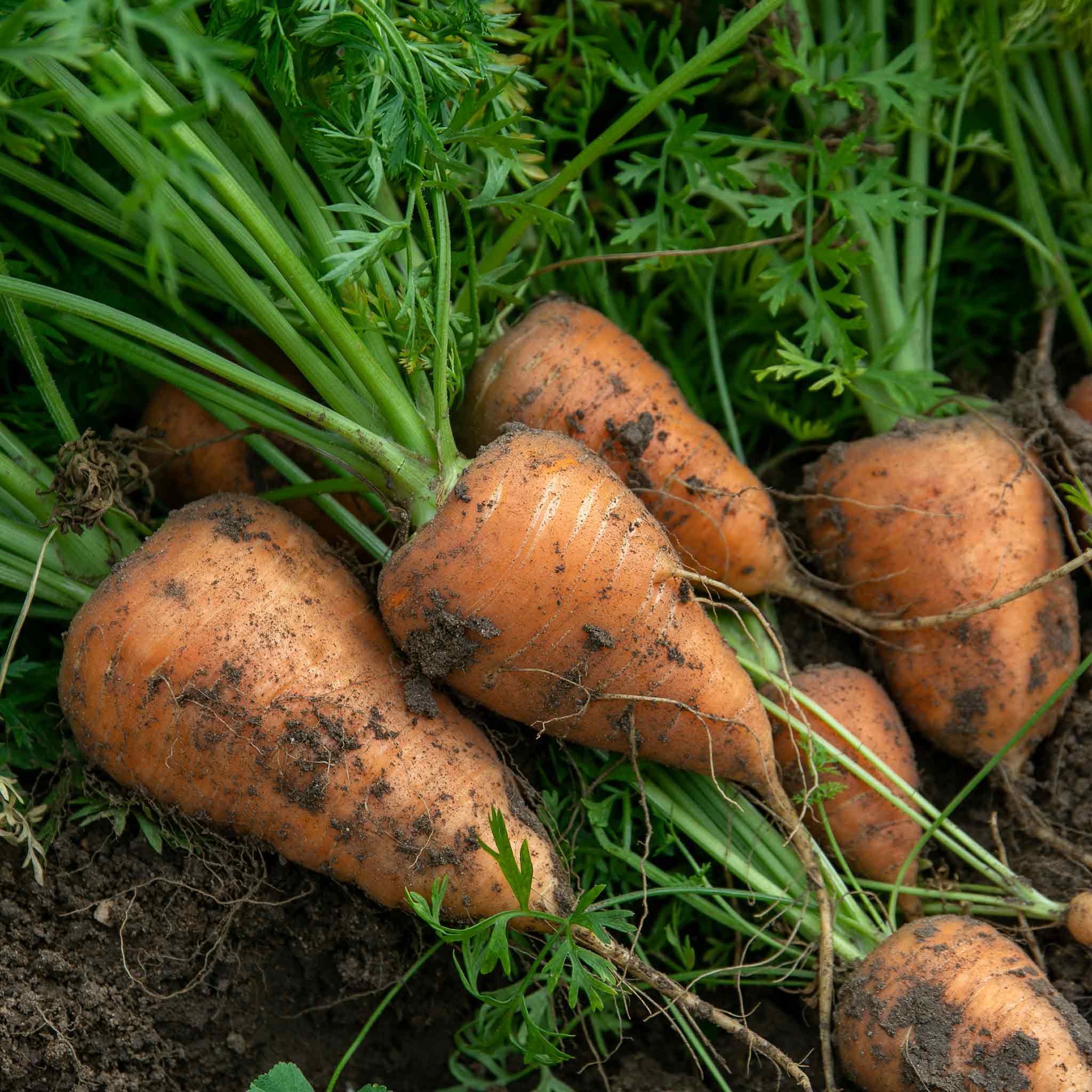 Marshalls Garden Carrot Seeds - Chantenay Red Cored 2 - 3000 Seeds
