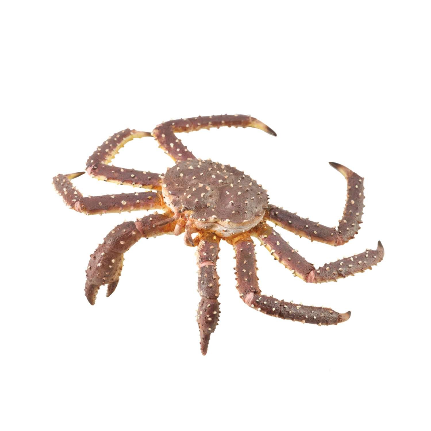 CollectA King Crab - 3 Years +