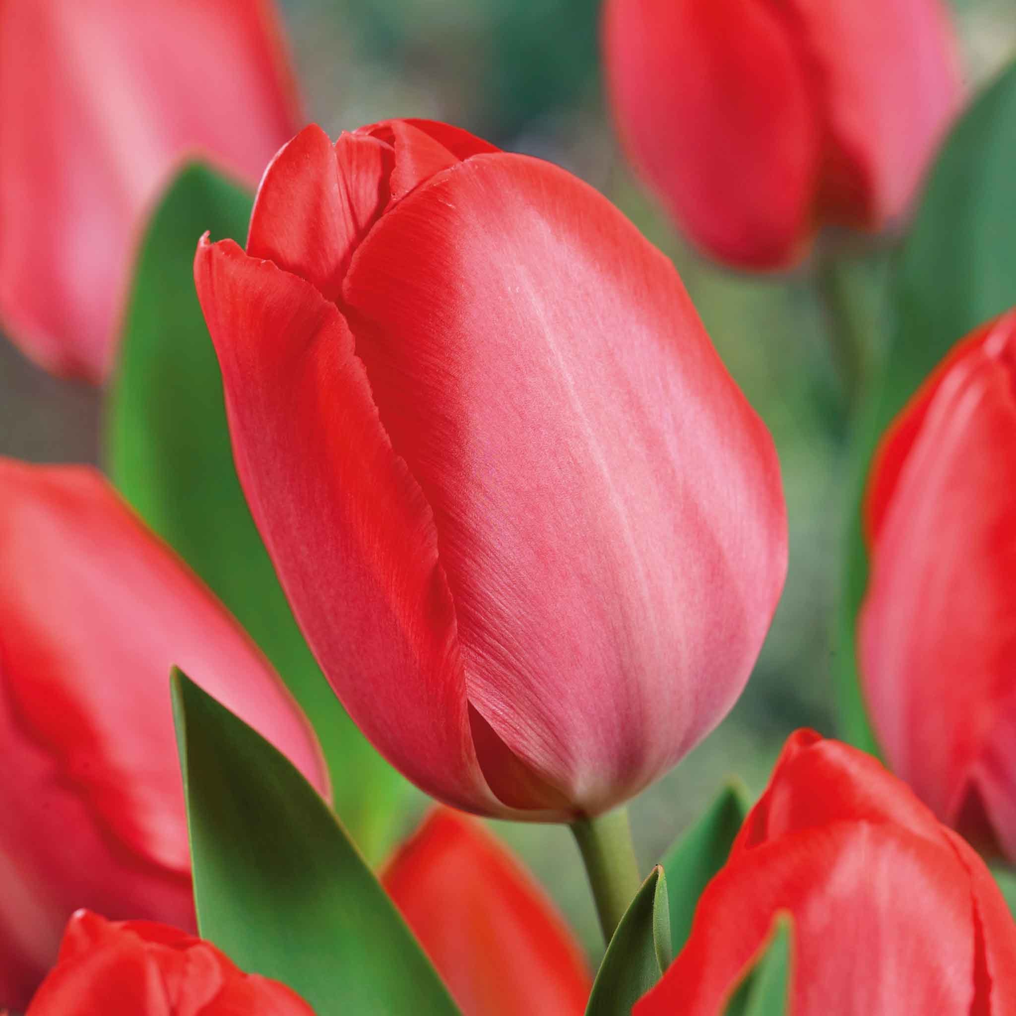 Marshalls Garden Tulip 'Van Eijk' - 8 Bulbs