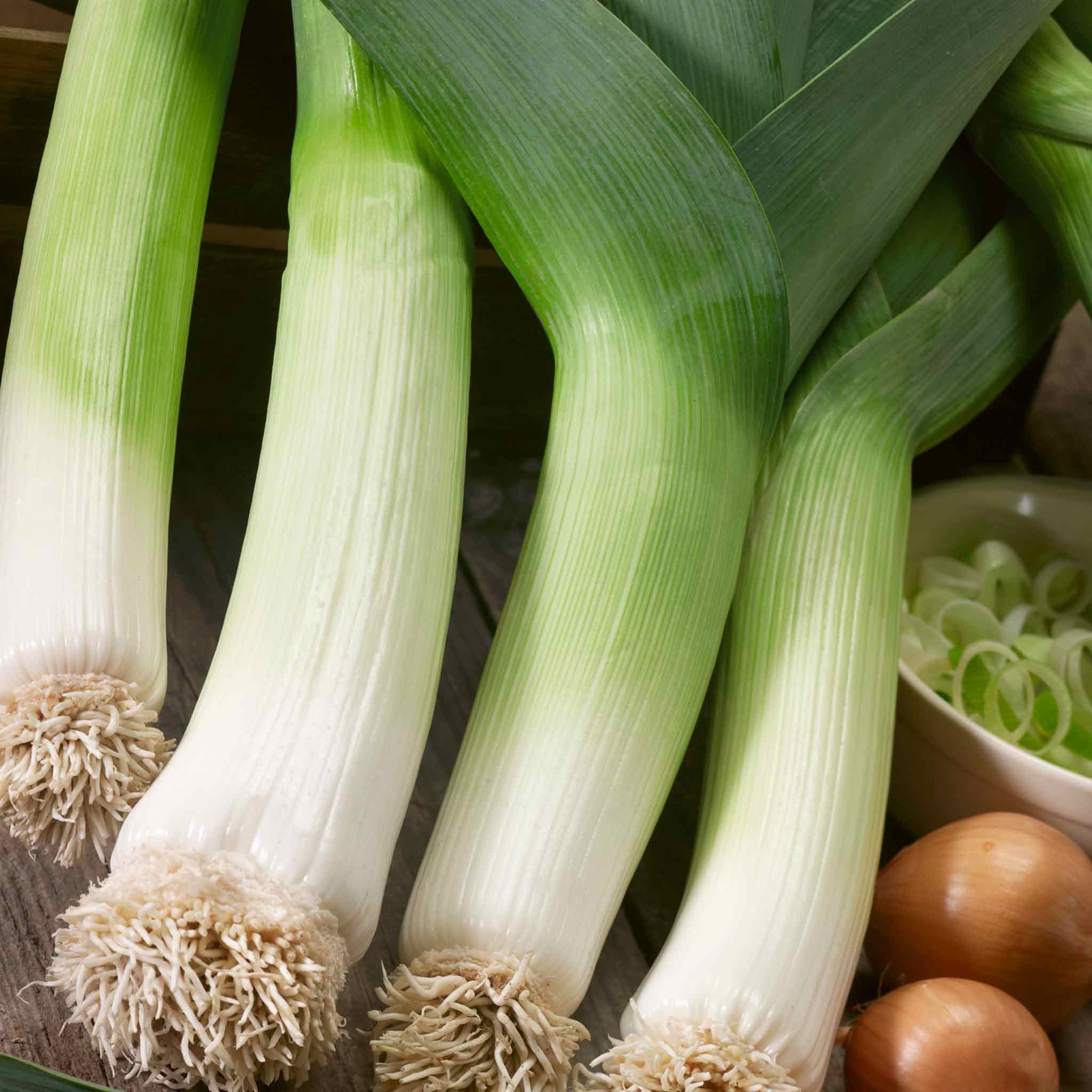 Marshalls Garden Leek Seeds 'Terminal' - Early Vigorous Variety - 300 Seeds