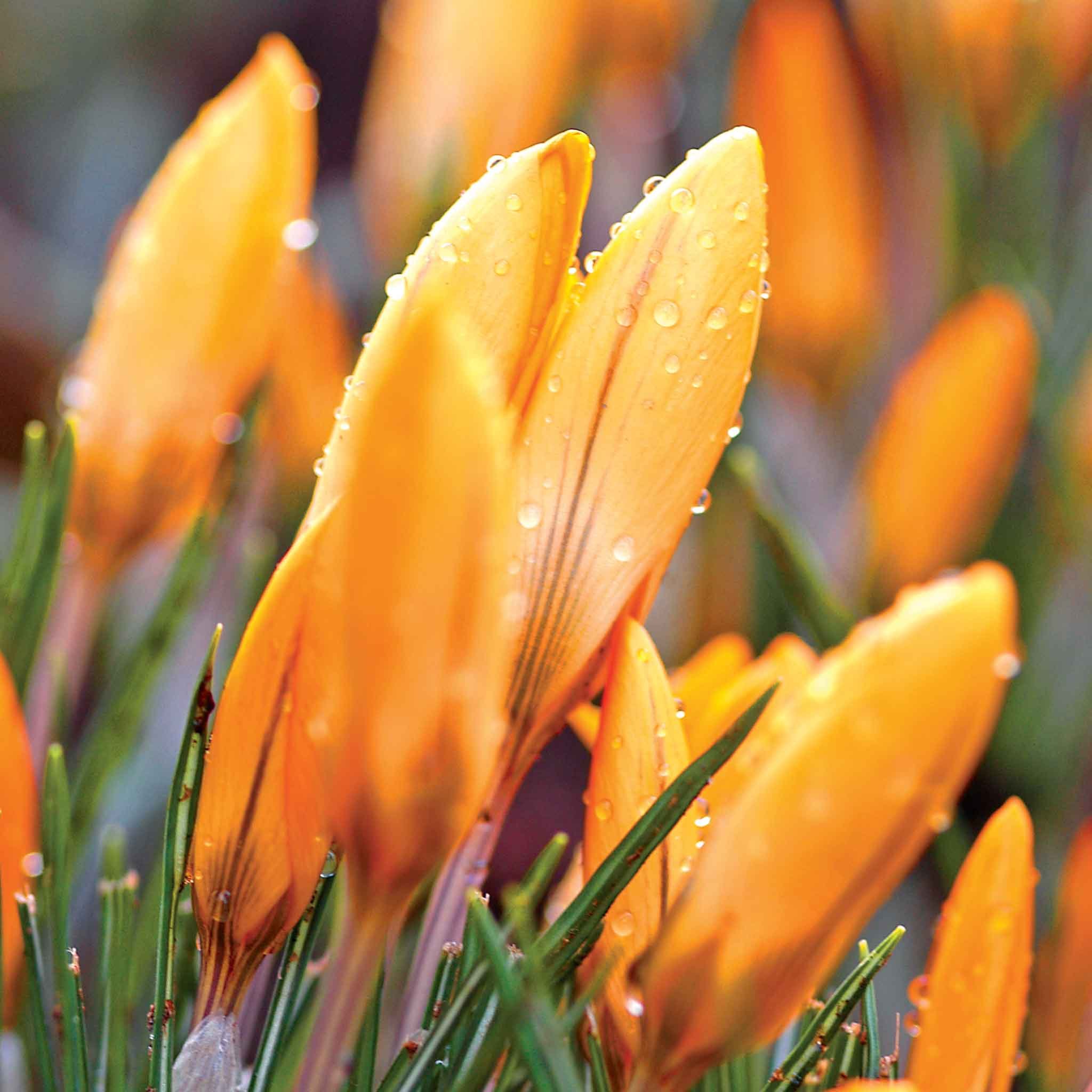 Marshalls Garden Crocus 'Orange Monarch' - 10 Bulbs