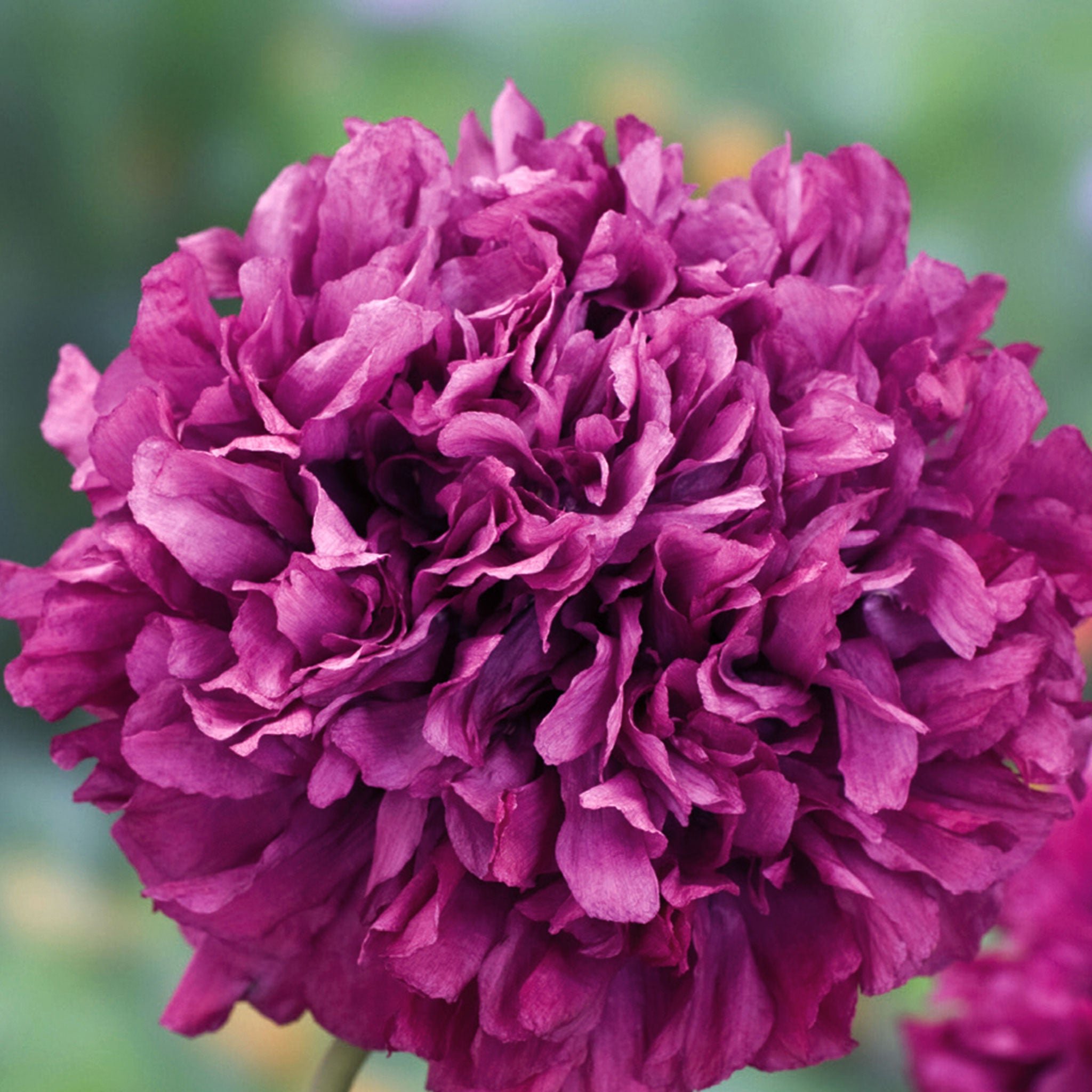 Marshalls Garden Poppy Seeds 'Purple Peony' - 400 Seeds