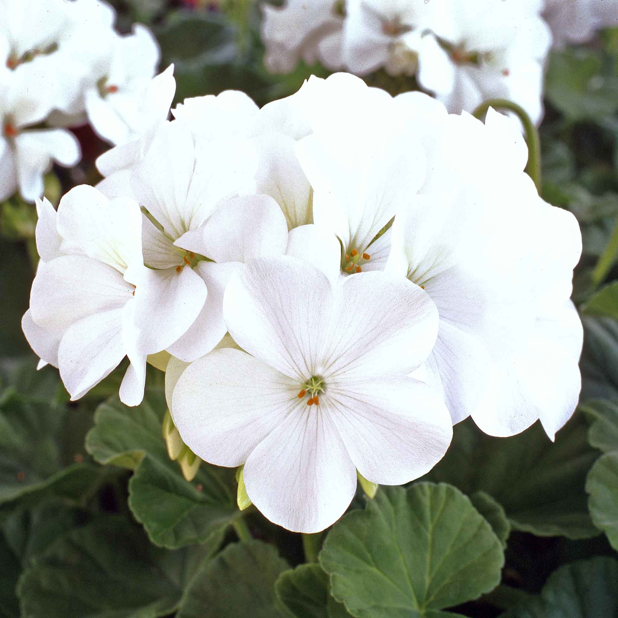 Marshalls Garden Geranium Seeds 'Horizon White' - 8 Seeds