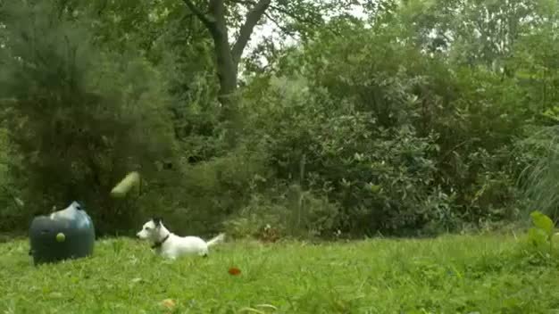 dog ball launcher argos