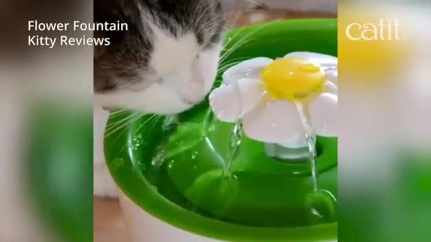 argos cat drinking fountain