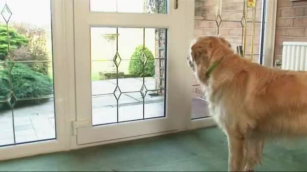 Medium sized dog clearance door