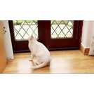 Petsafe cat best sale flap argos