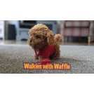 Waffle the wonder 2024 dog toys argos